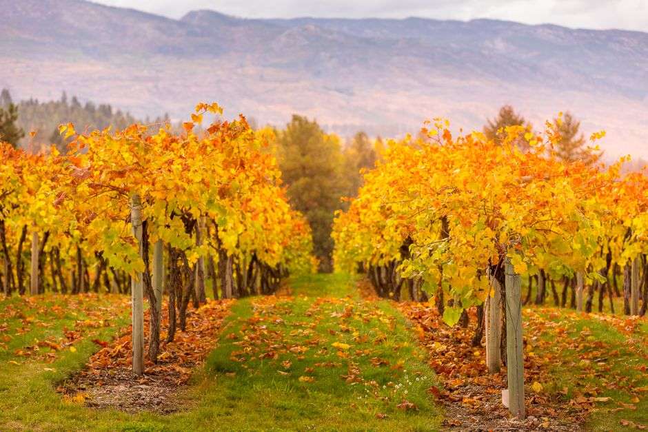 family counselling kelowna