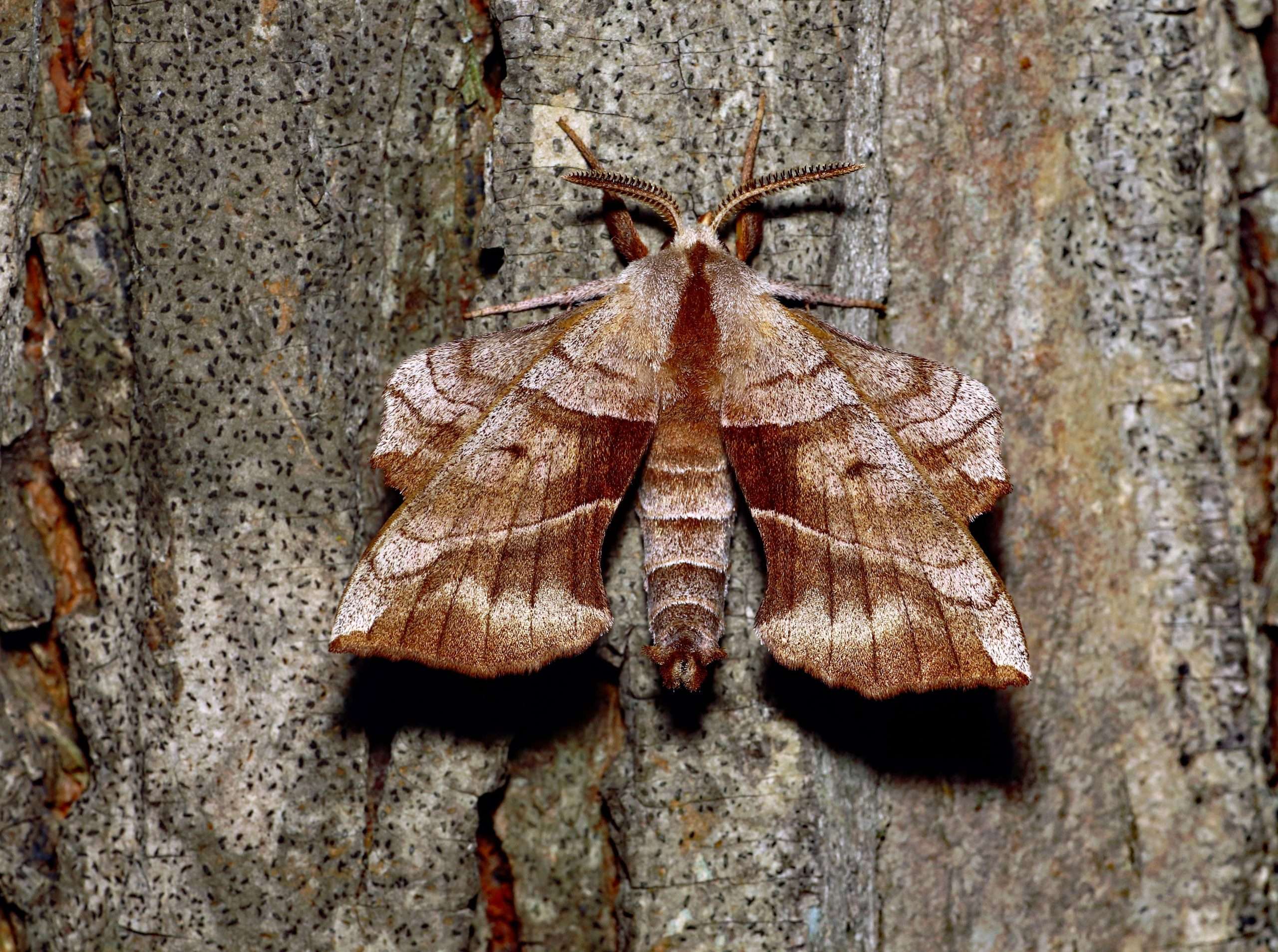 love language examples - Detailed view of a moth camouflaged on tree bark, showcasing its intricate wing patterns.
