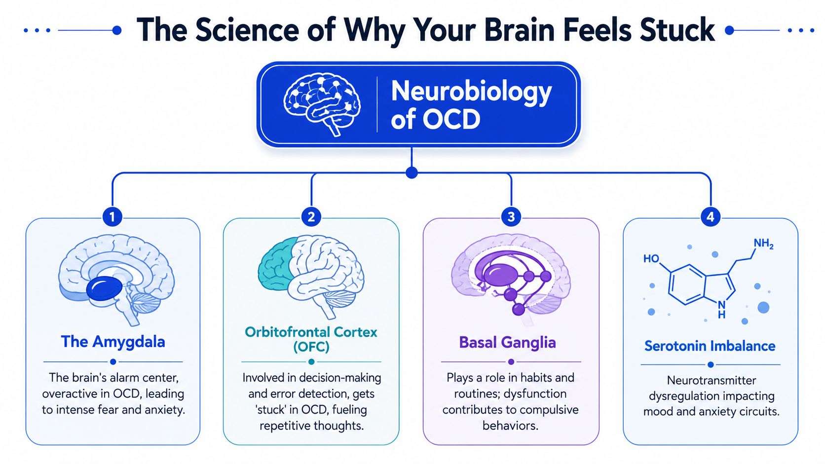 A diagram illustrating the neurobiology of OCD, highlighting the amygdala, OFC, basal ganglia, and serotonin imbalance.