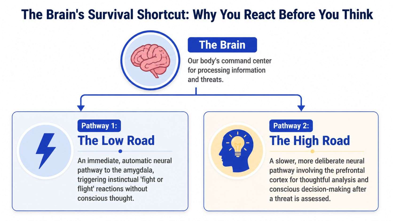 A diagram illustrating the brain's survival shortcut, contrasting the quick Low Road pathway with the slow High Road.
