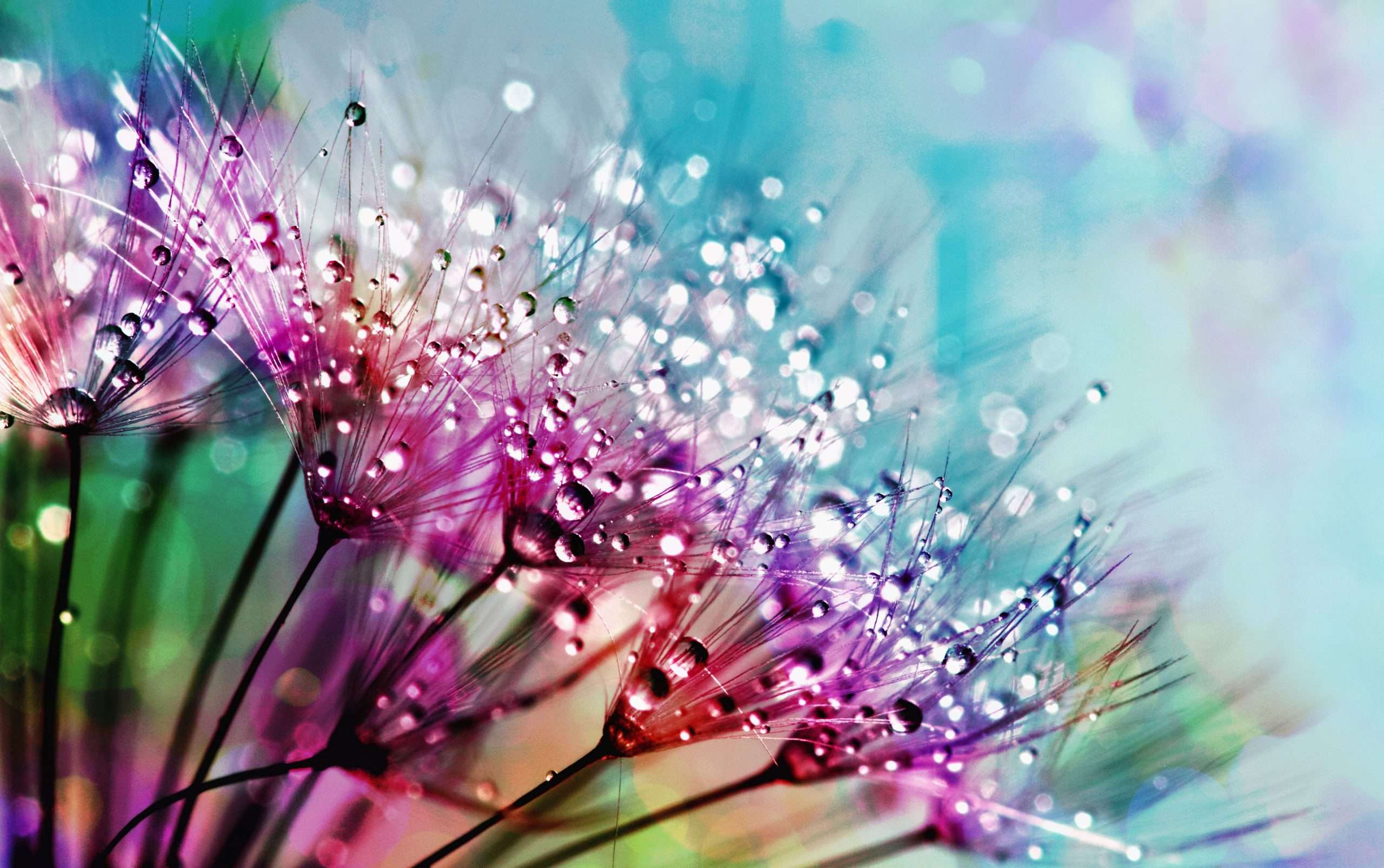 what are the 7 love languages - Colorful close-up of dandelion flowers with dewdrops highlighting their intricate beauty.